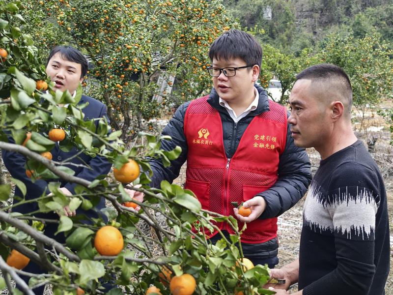 圖為永福農(nóng)商銀行客戶經(jīng)理了解砂糖桔收獲情況 永福農(nóng)商銀行/供圖