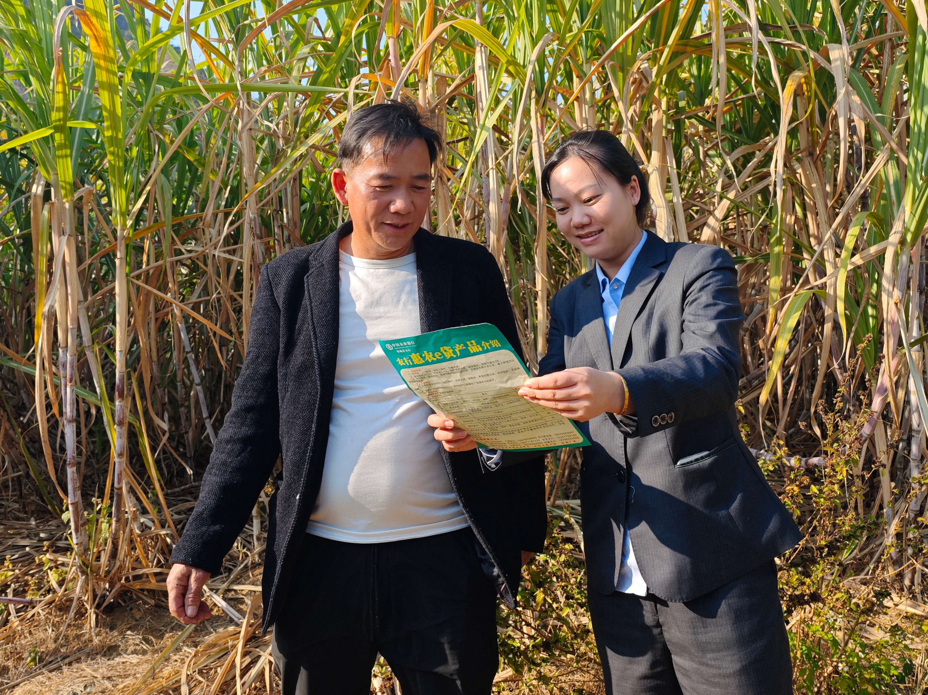 農(nóng)行來賓分行客戶經(jīng)理向甘蔗種植大戶宣傳農(nóng)行信貸產(chǎn)品 農(nóng)行來賓分行供圖